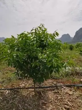 铠佳620防治柑橘溃疡病案例