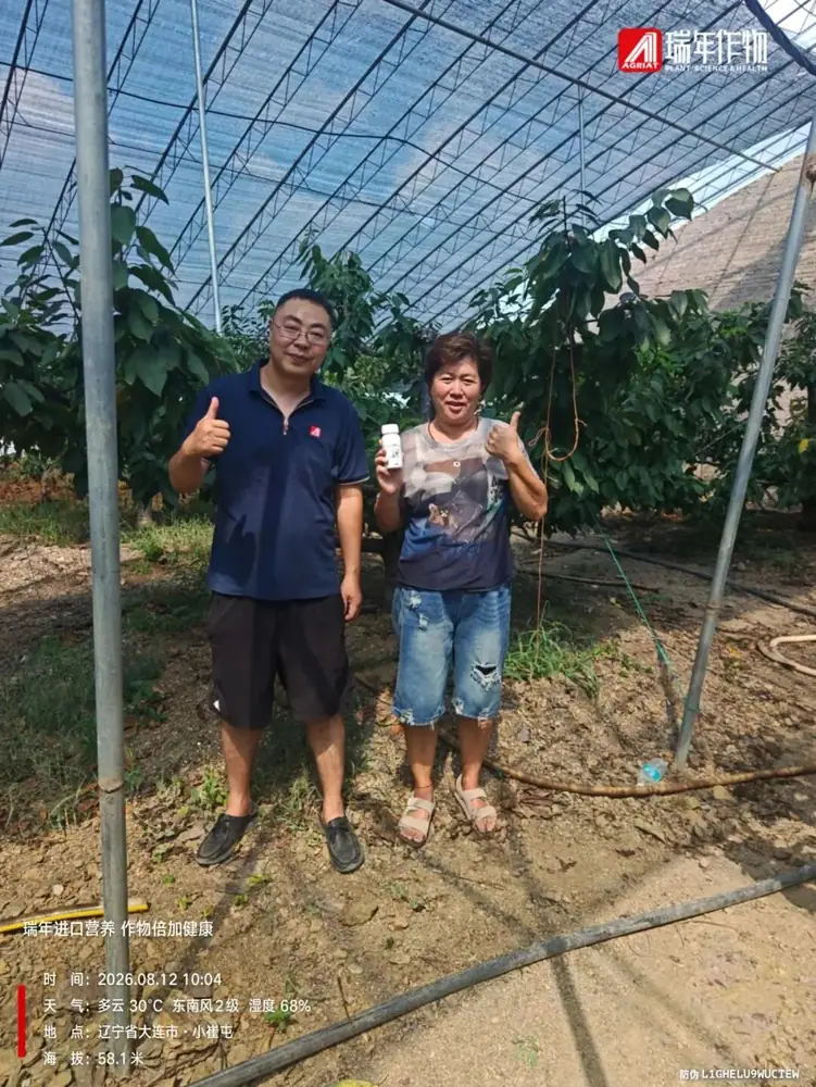 科耐晒助力辽宁大樱桃安全越夏