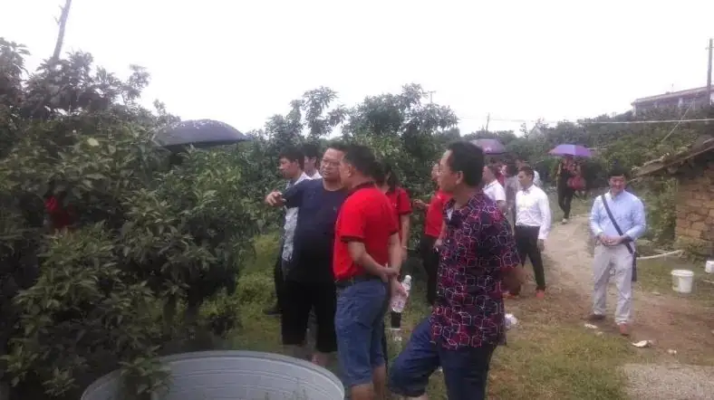 铠佳620-----柑橘李子更丰产 营养防控真是灵