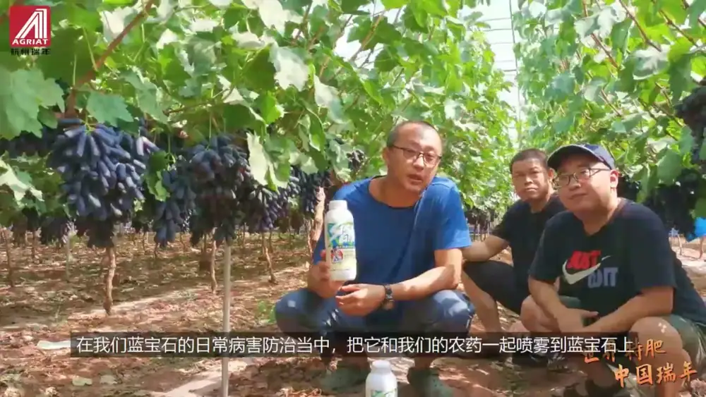 西昌葡萄种植管理经验分享