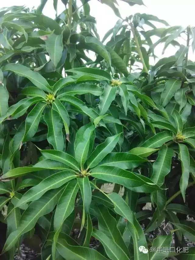 绿力倍健对芒果催花效果显著