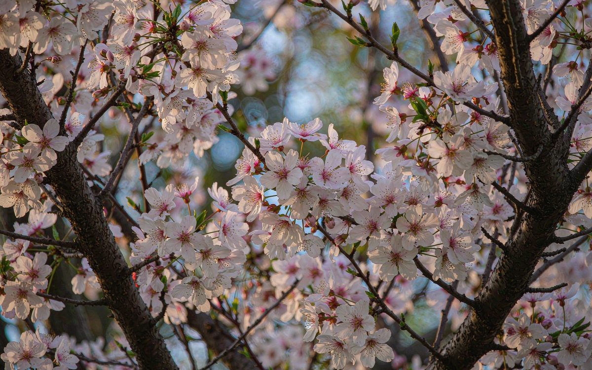 樱桃盛花期